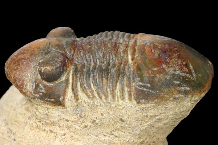 Bargain, Paralejurus Trilobite Fossil - Morocco #134050